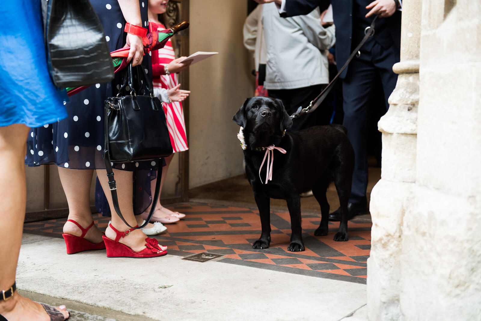 Dog at wedding London