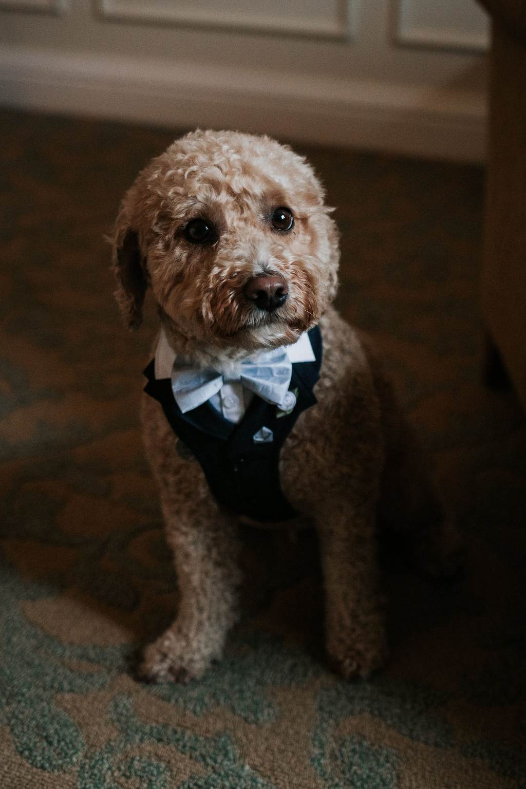 dog in wedding suit